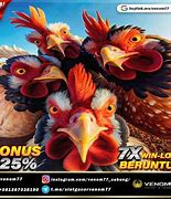 Indobet88 Sabung Ayam Online